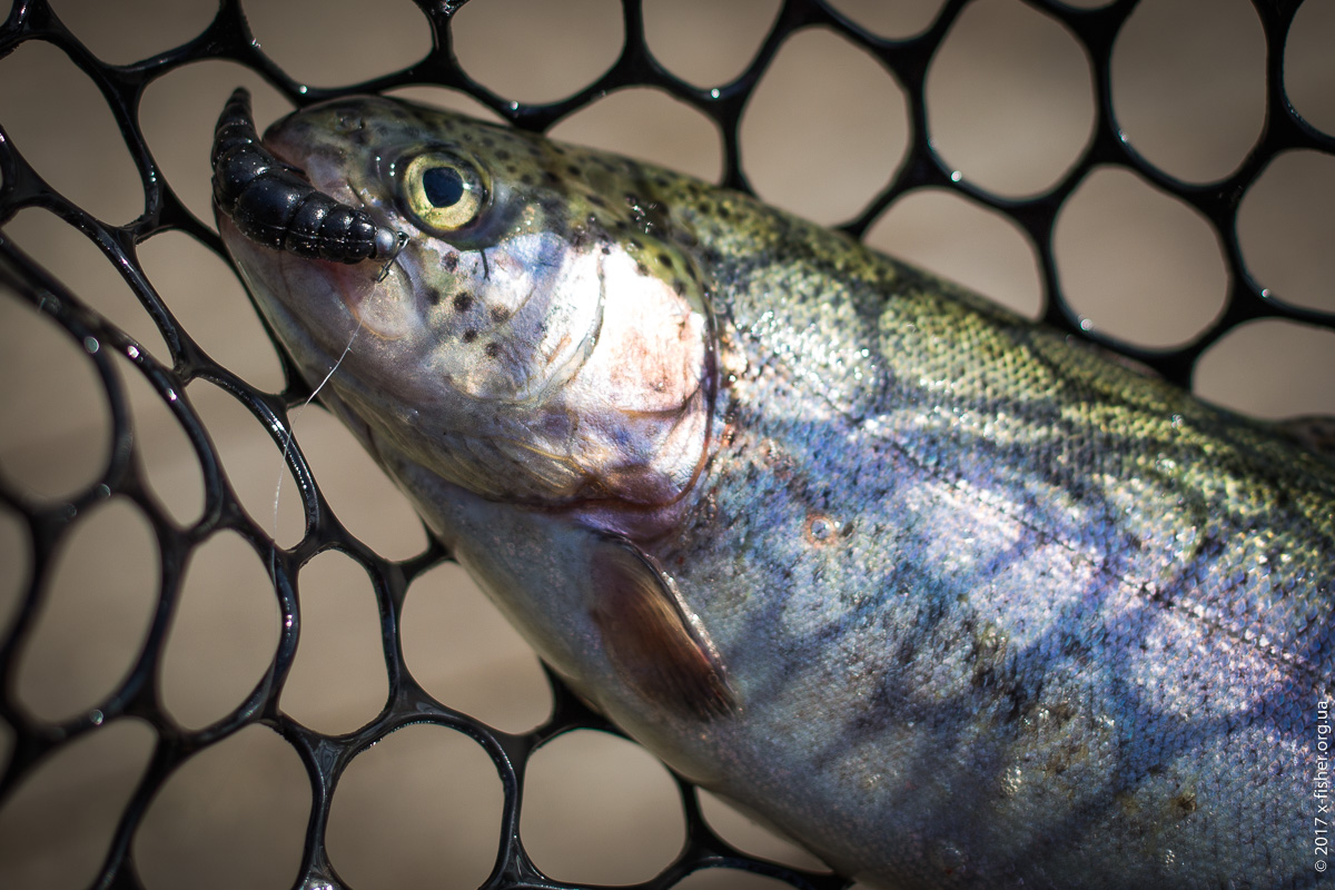 FISHUP Yochu 1.7" — компактна форелева личинка