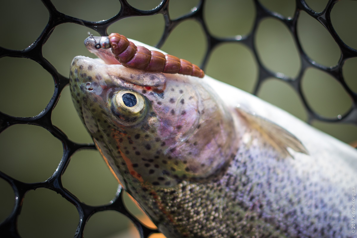 FISHUP Yochu 1.7" — проводка на форелевій водоймі